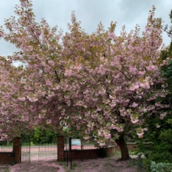 cemetery-trees1.jpg